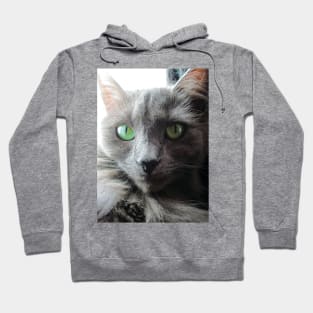 Stunning green eyed grey cat Hoodie